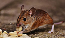 24 Hour & Emergency Exterminators in Eno Valley, NC